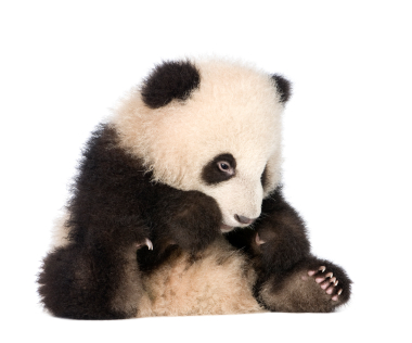 Google Panda a obsahové farmy